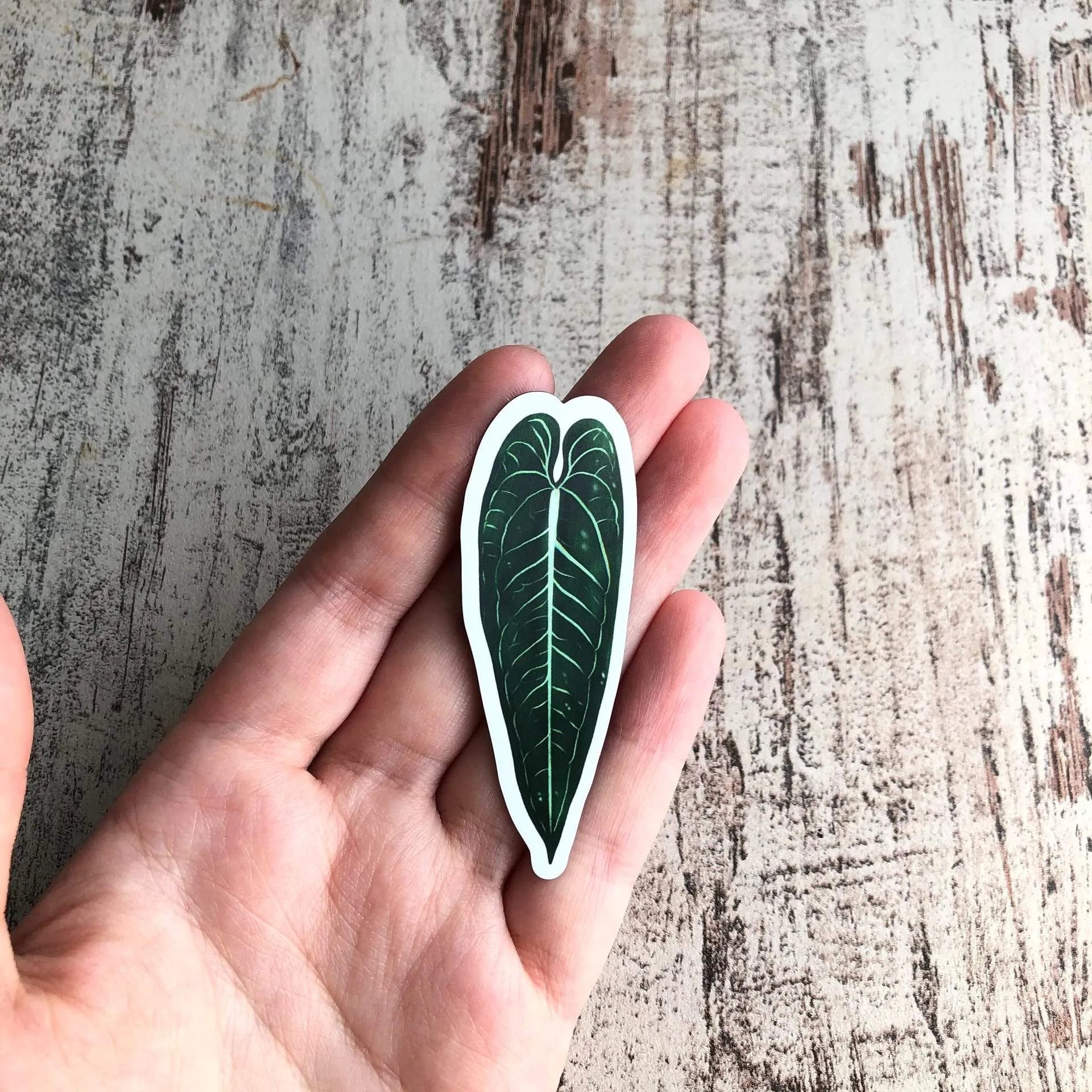 Magnet - Anthurium warocqueanum
