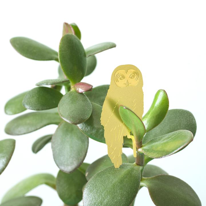 Plantbuddy Eule