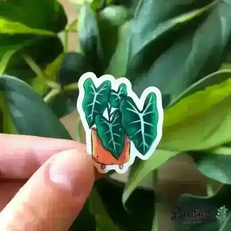 Sticker - Alocasia Frydek mit Gesicht - Plantfacts
