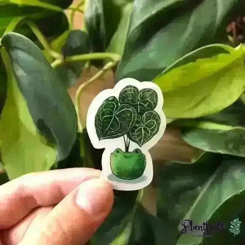 Sticker - Anthurium Clarinervium im Froschtopf - Plantfacts