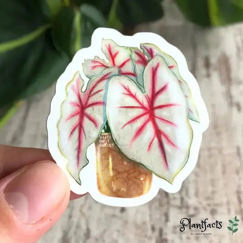 Sticker - Caladium Fiesta - Plantfacts