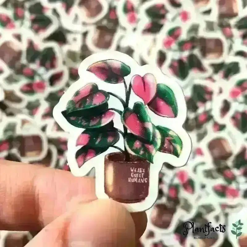Sticker - Philodendron Pink Princess - Plantfacts