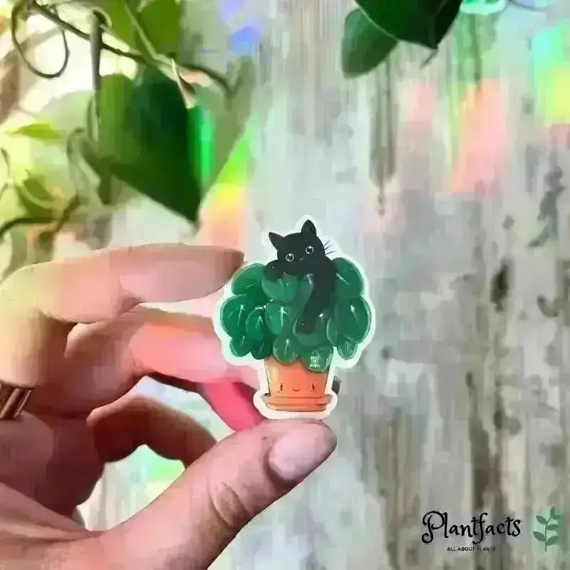 Sticker - Pilea mit schwarzer Katze, Catlady - Plantfacts