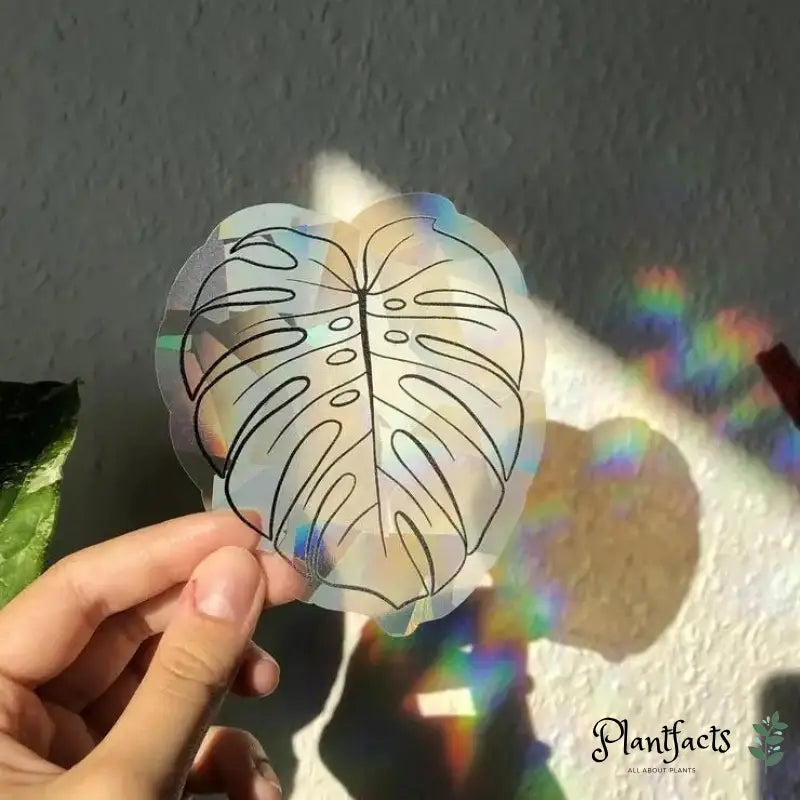 Sun Catcher Sticker - Monstera - Plantfacts