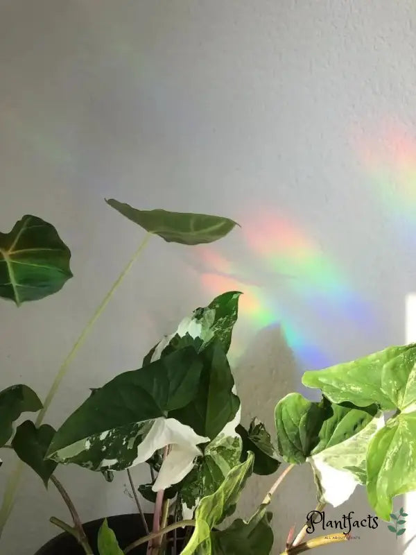 Sun Catcher Sticker - Plant Lady - Plantfacts