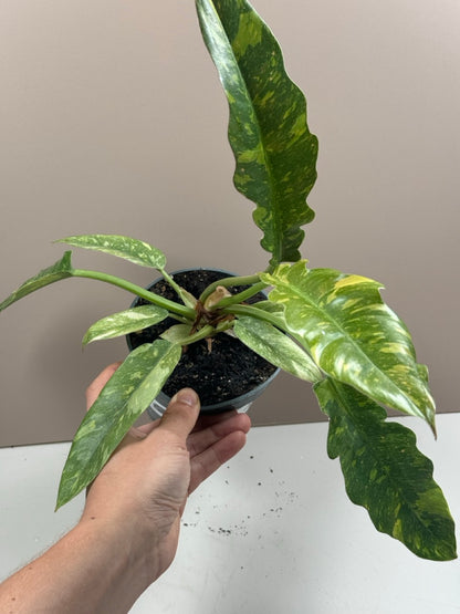 Philodendron Ring of Fire