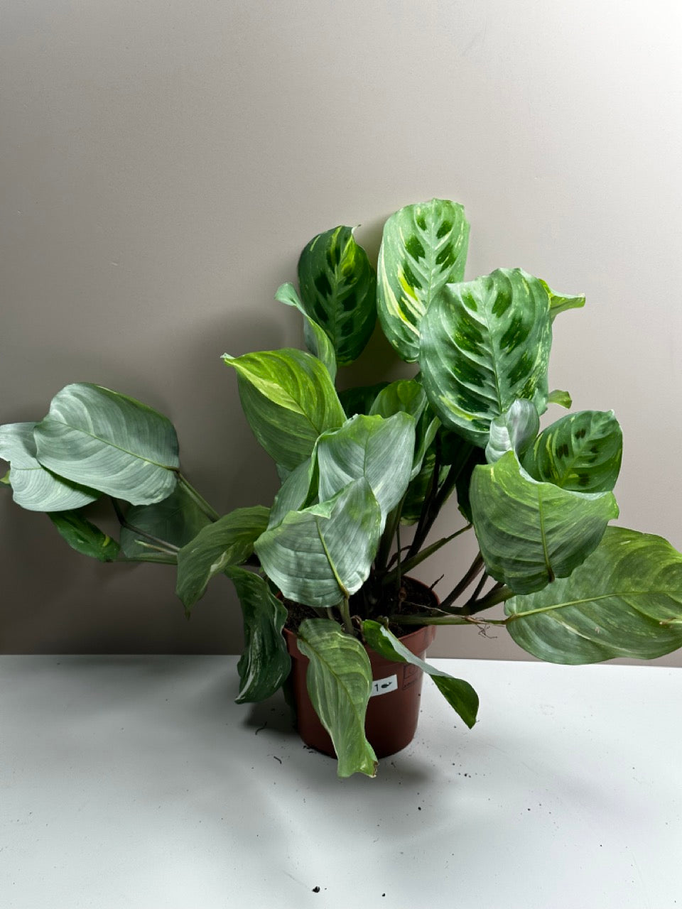 Maranta Kerchoveana variegata
