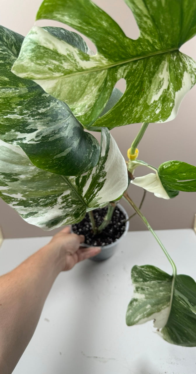 Monstera Variegata / 2. Chance