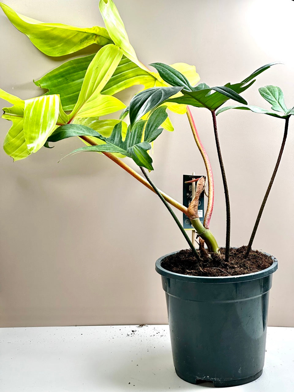 Philodendron Florida Ghost XL