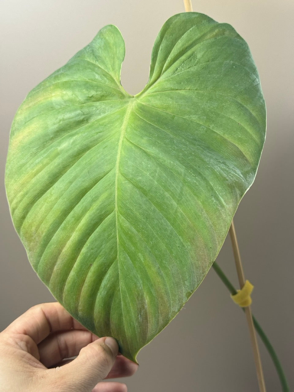 Philodendron Lynamii 2. Chance