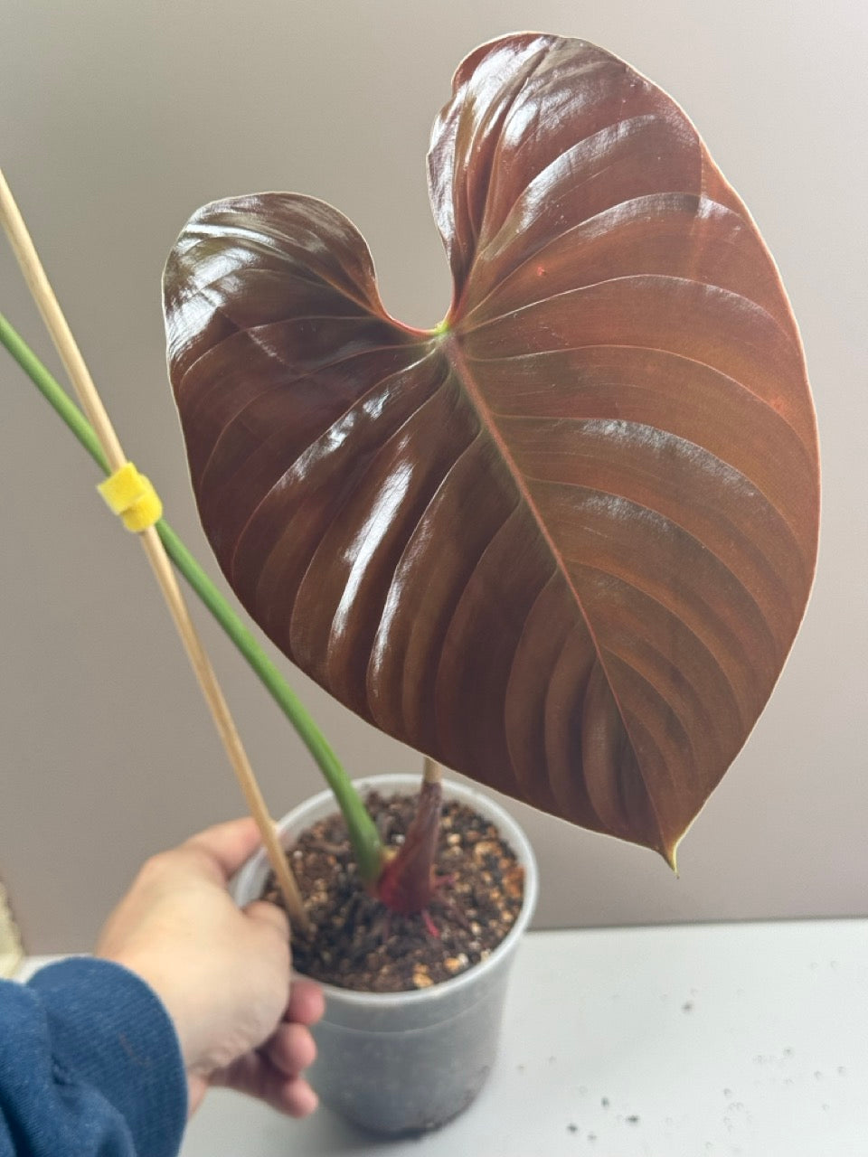 Philodendron Lynamii 2. Chance