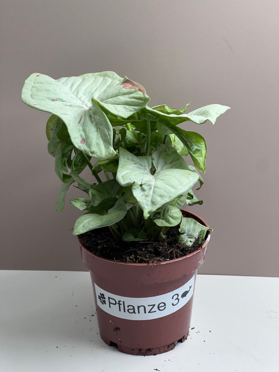 Syngonium Milk Confetti M