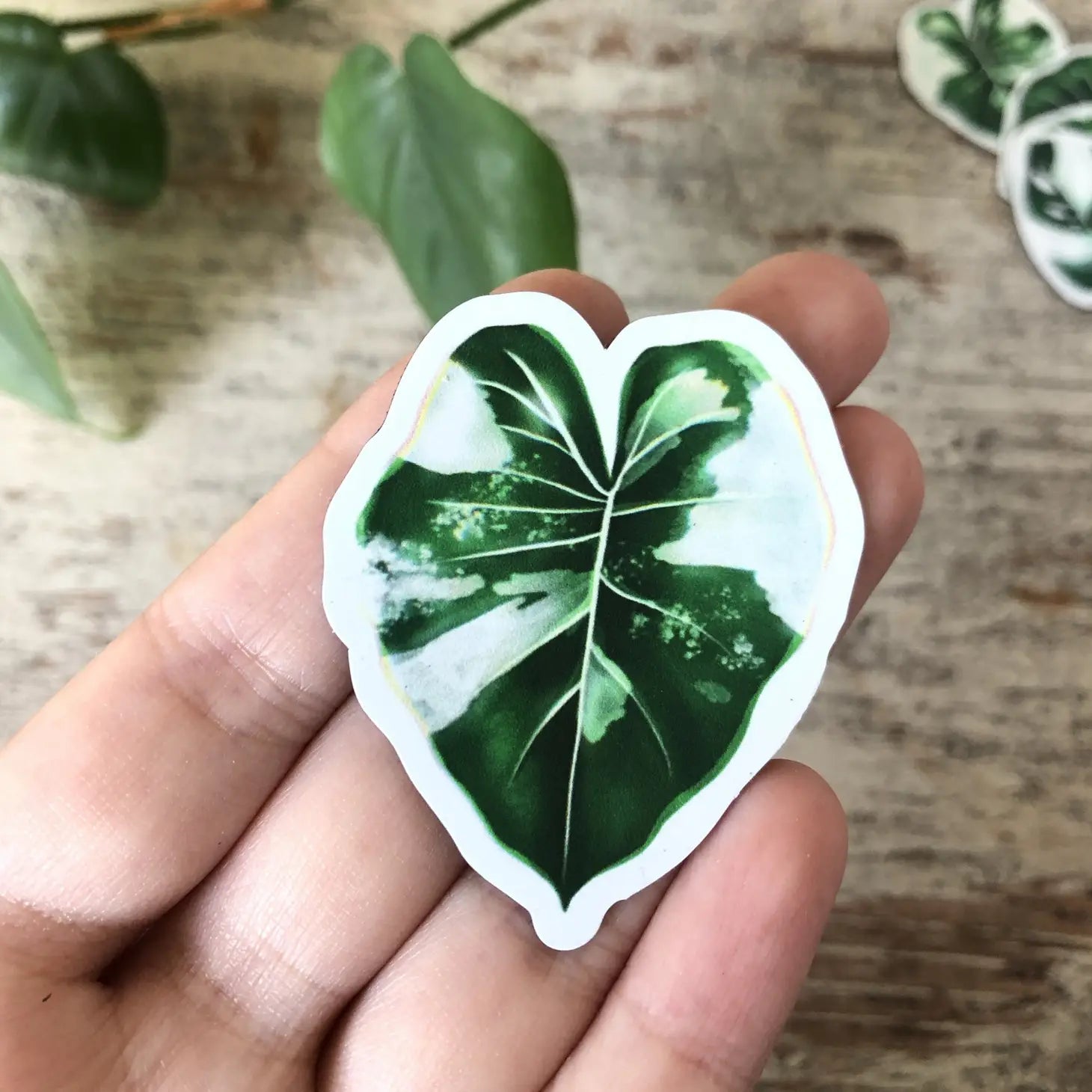 Magnet Alocasia Variegata