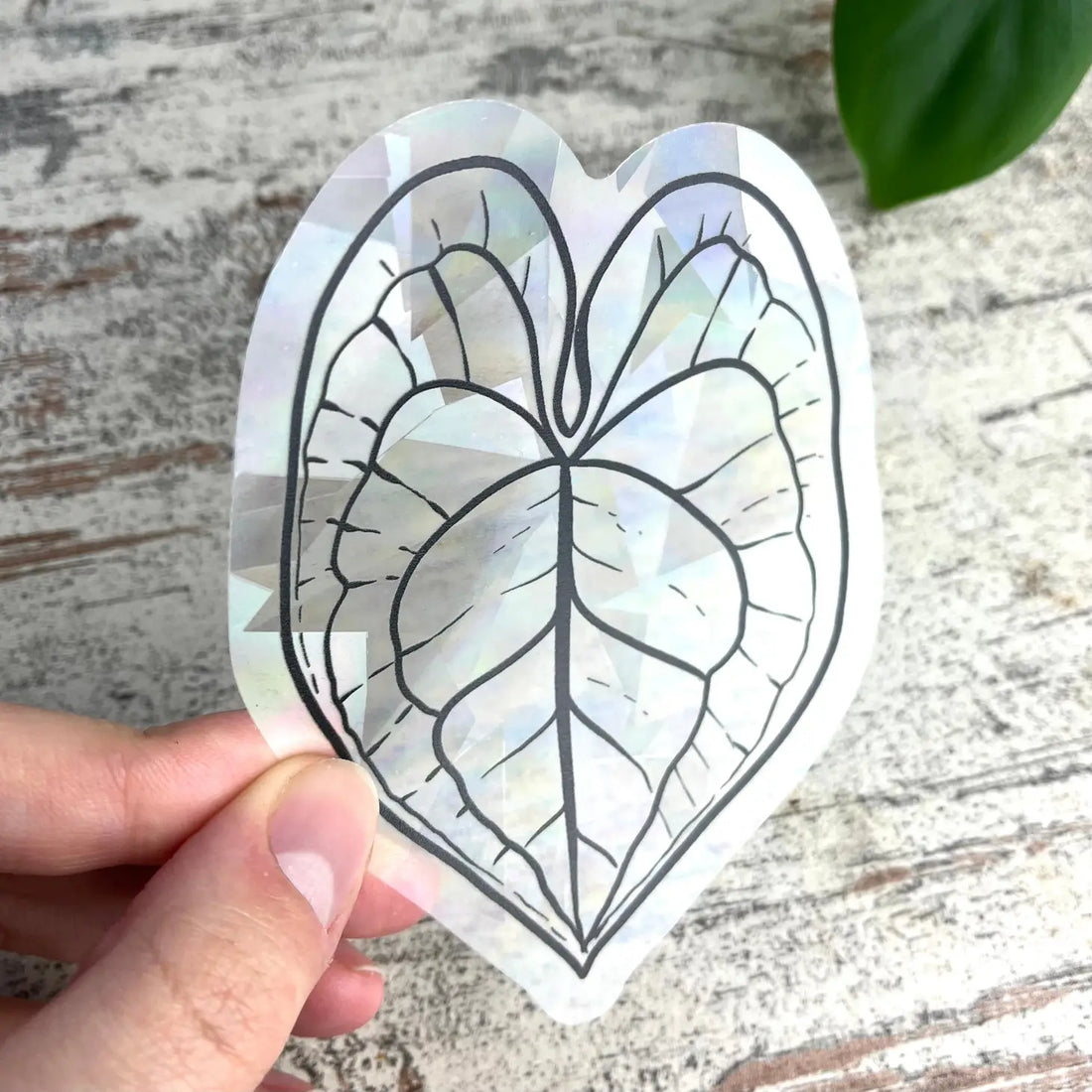 Sun Catcher Sticker - Anthurium