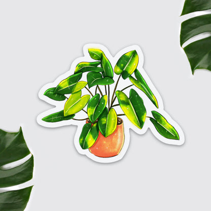 Philodendron burle marx Magnet