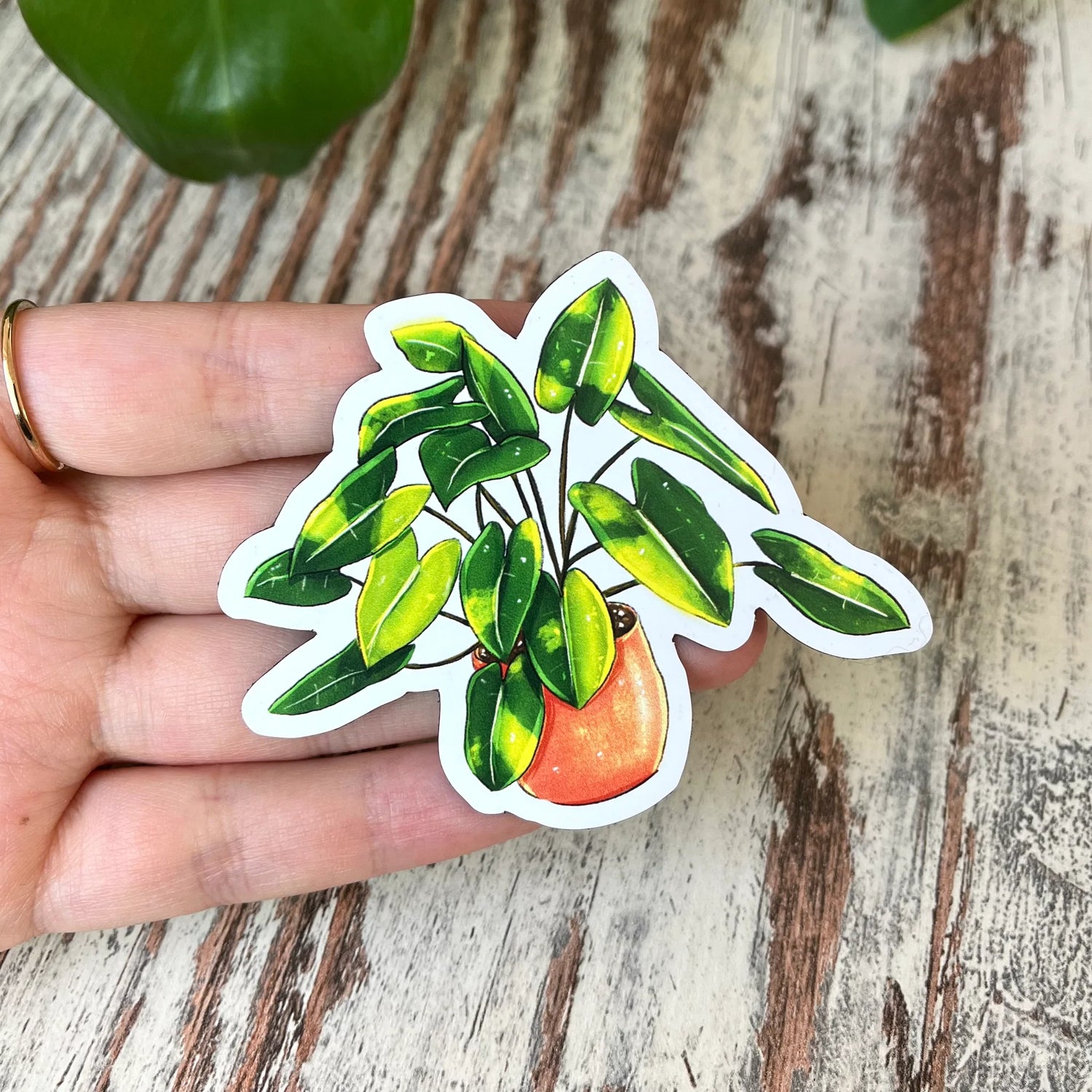 Philodendron burle marx Magnet