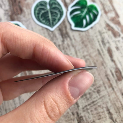 Magnet - Anthurium warocqueanum