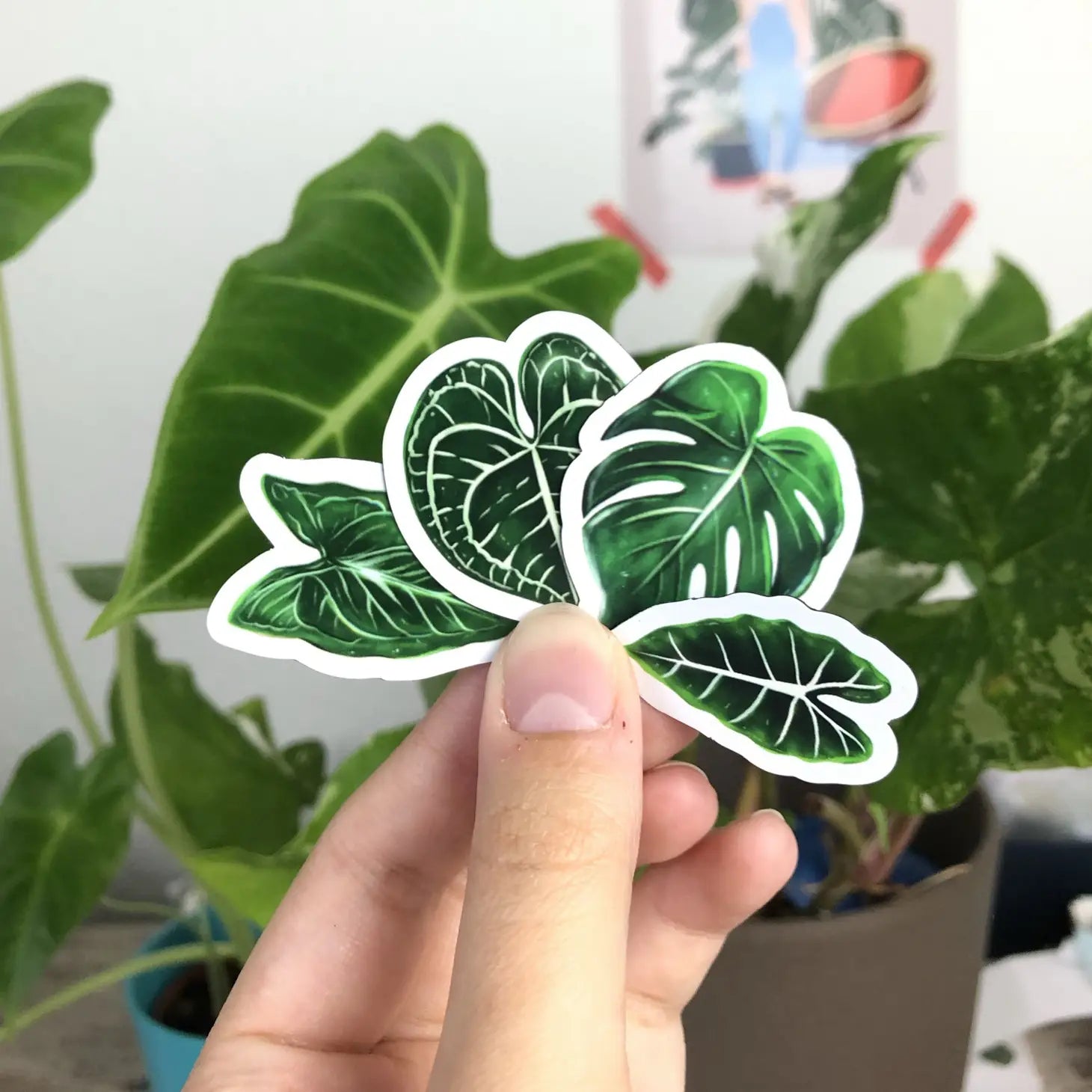 Magnet Set - Monstera, Syngonium, Alocasia &amp; Anthurium