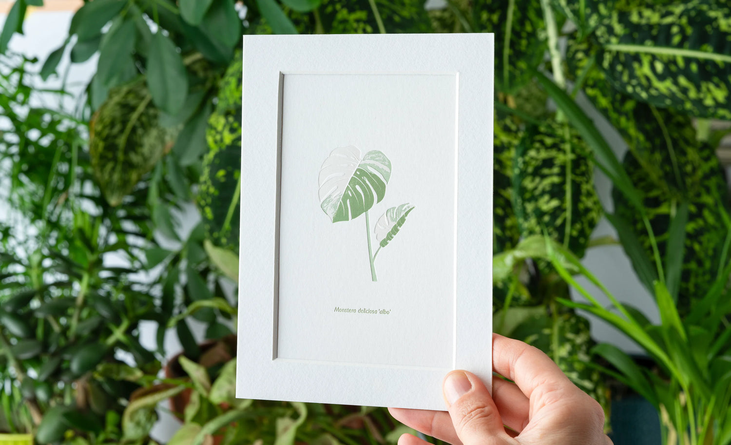 Monstera Albo Kunstdruck