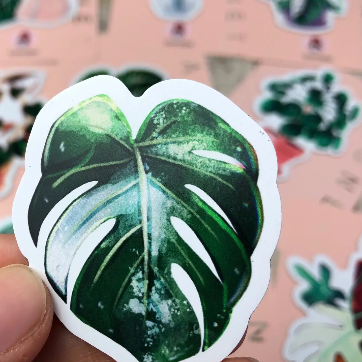 Magnet - Monstera variegata Blatt