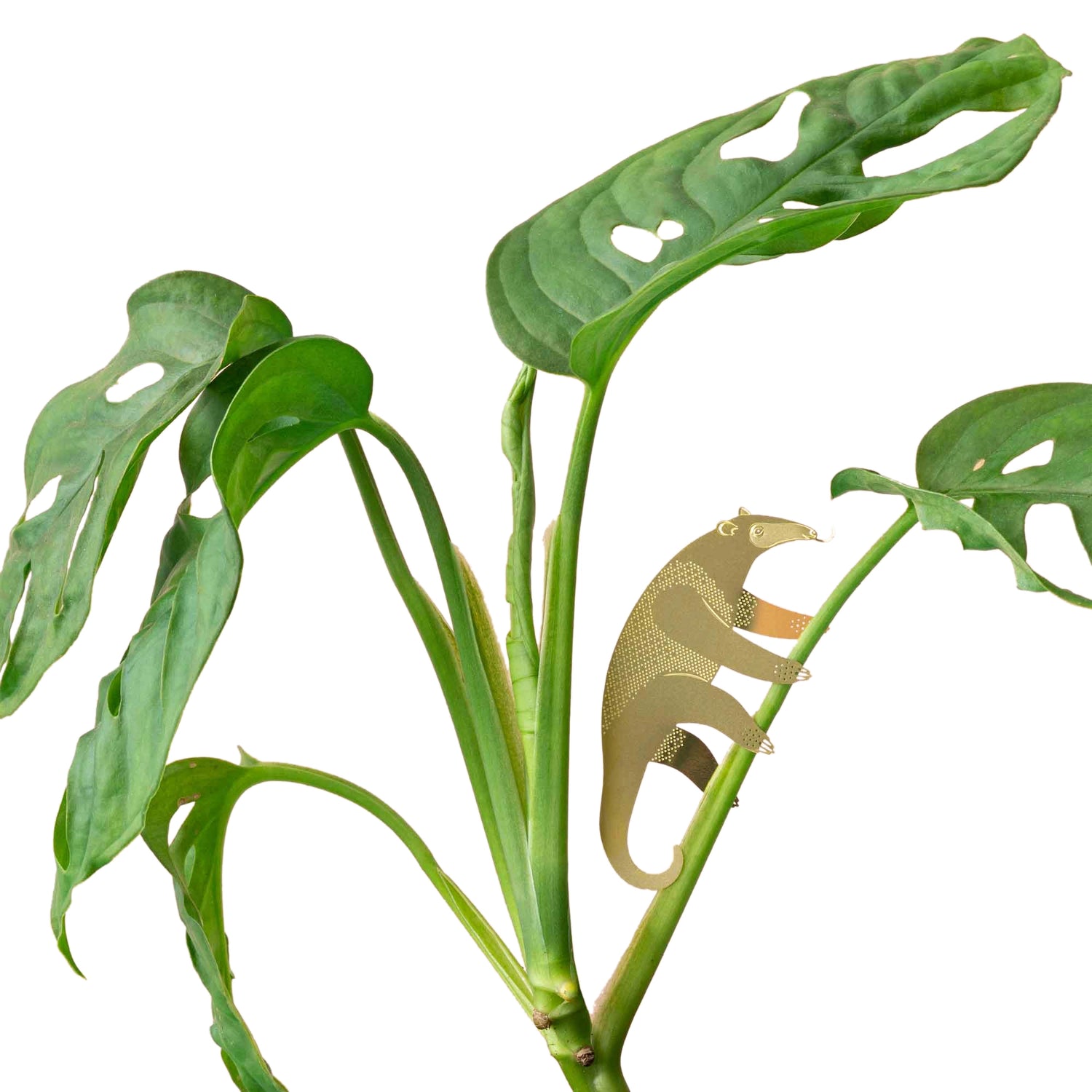 Plantbuddy Nasenbär