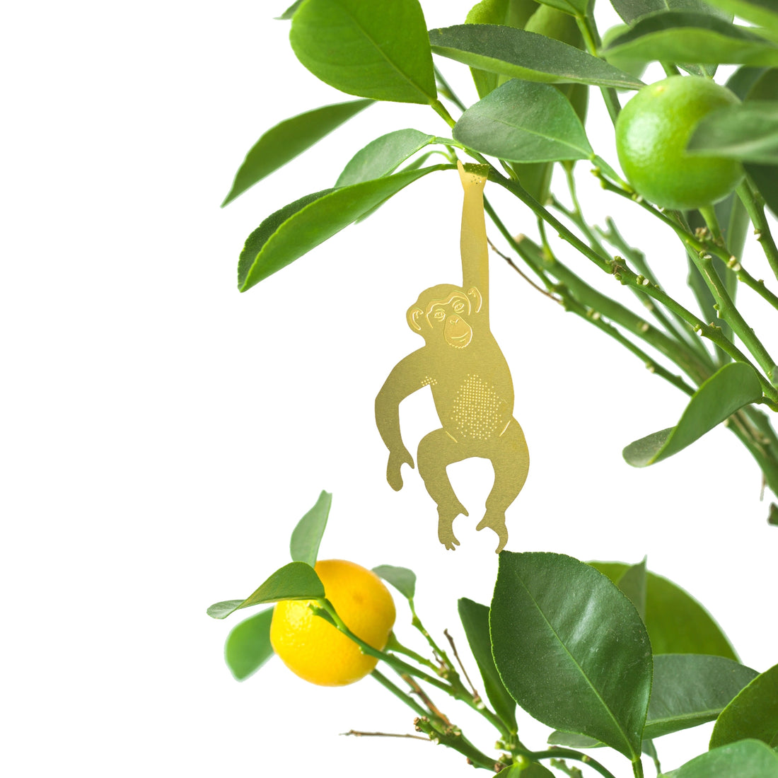 Plantbuddy Schimpanse