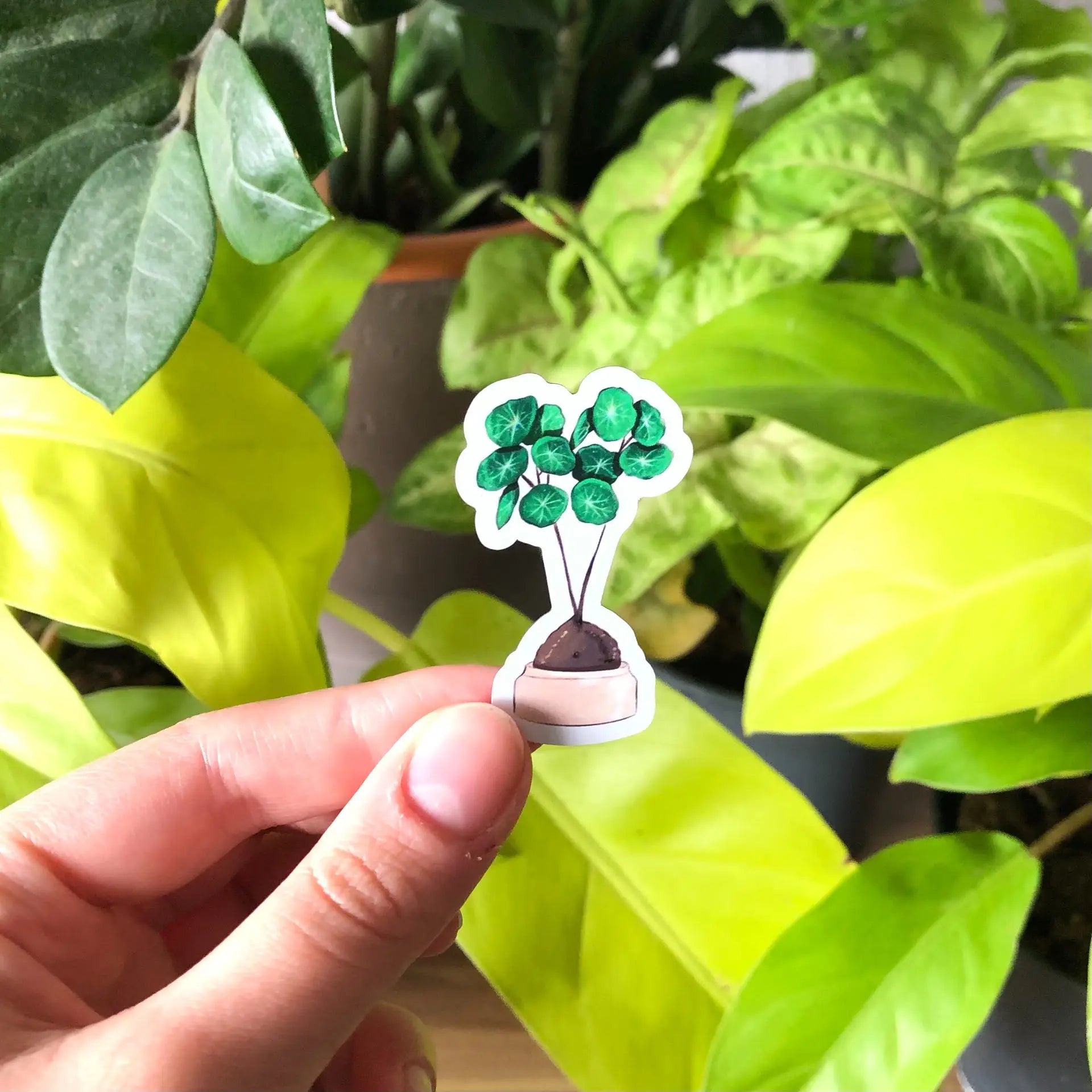 Stephania Erecta Magnet - Klein