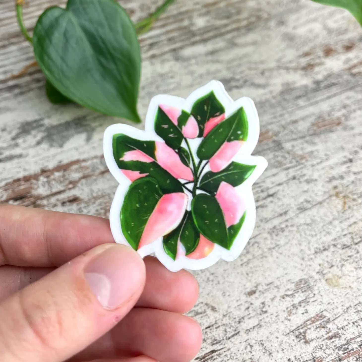 Magnet - Philodendron Pink Princess Topf