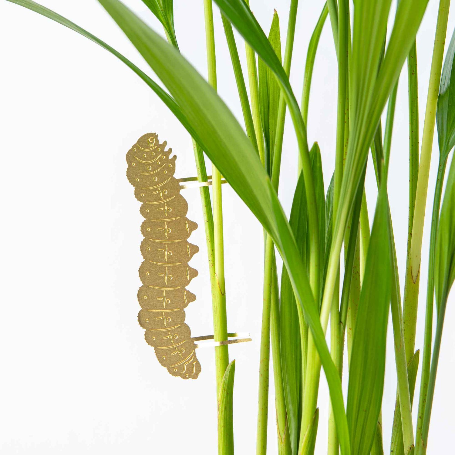 Plantbuddy Raupe